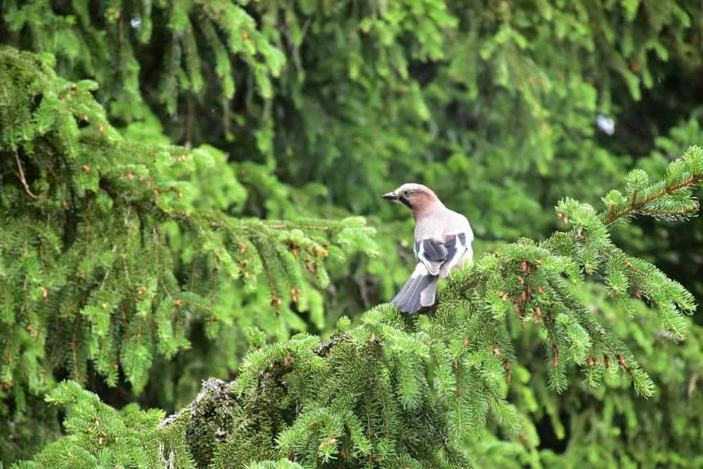 Priroda Nacionalni park Durmitor 